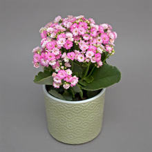 Kalanchoe roz